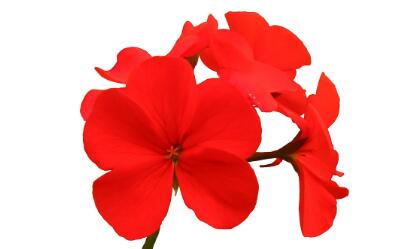 红花祛斑怎么用法才正确?红花祛斑霜效果如何?祛斑面膜的配方